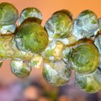 Brussels Sprouts on Stalk for Shredded Brussels with Balsamic & Honey